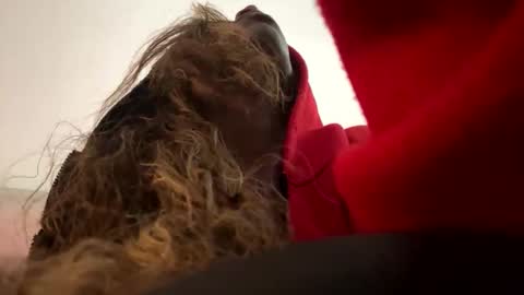 Miss Chocolate online show from December 14, 3:45 am