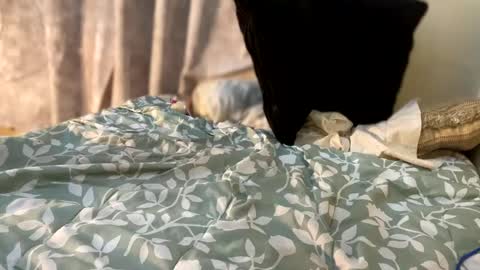 dandeb online show from January 4, 1:21 pm