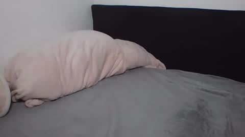 sophira16 online show from April 21, 1:42 am